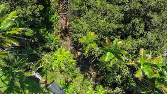 a view of a plant in a garden