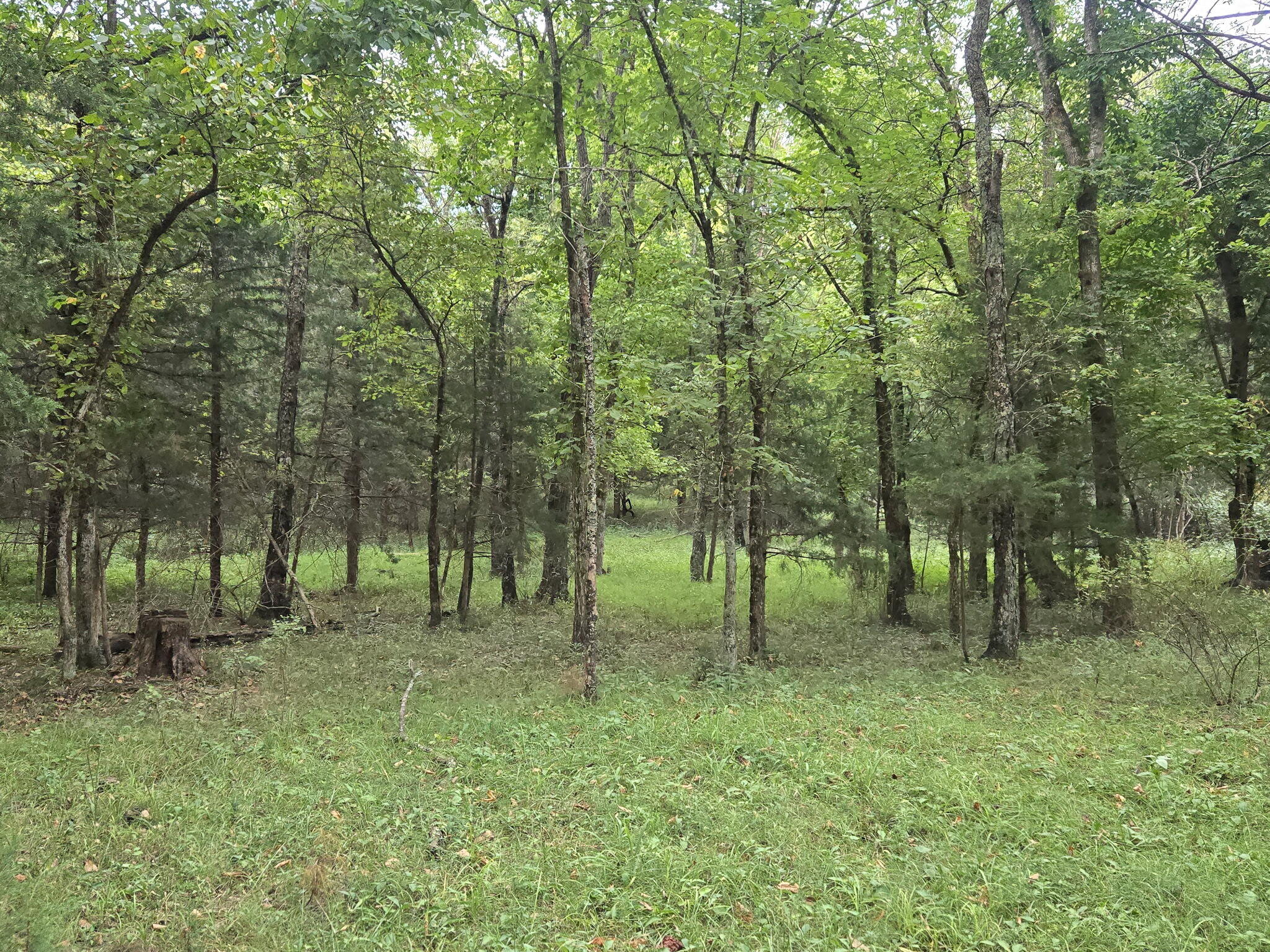 3207 South 205th Road Half Way, MO 65663 - Photo 45 of 46 1000013898