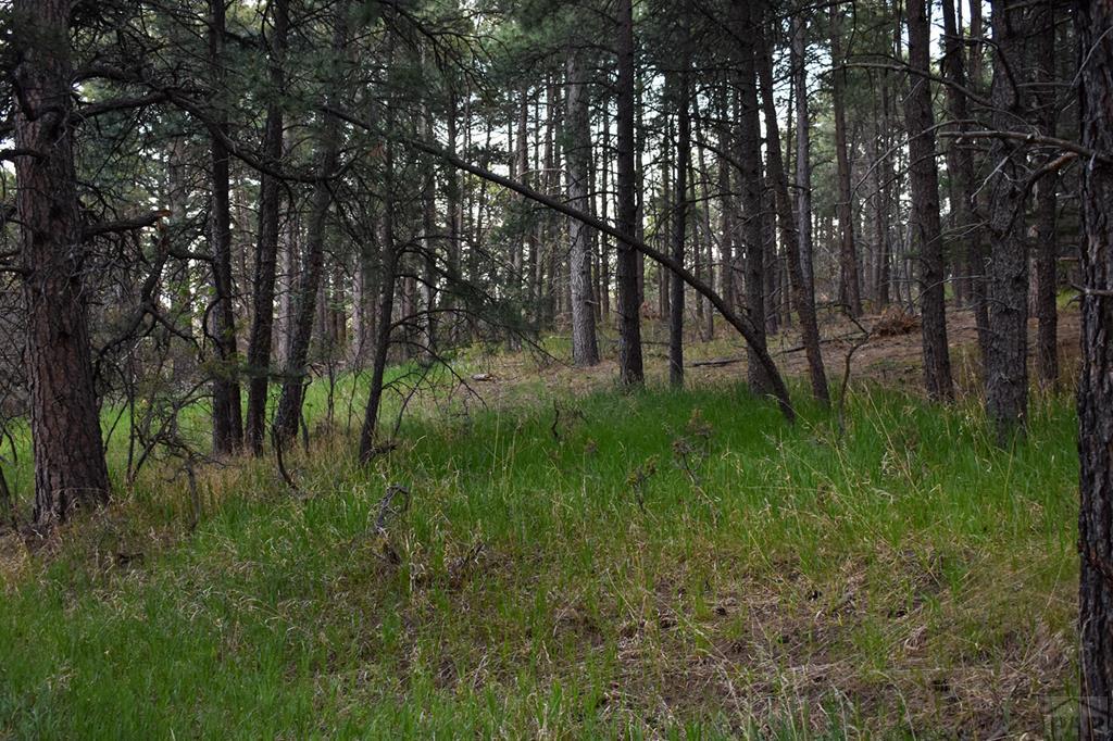 165 West Rye Co 81069 Rye, CO 81069 - Photo 16 of 38