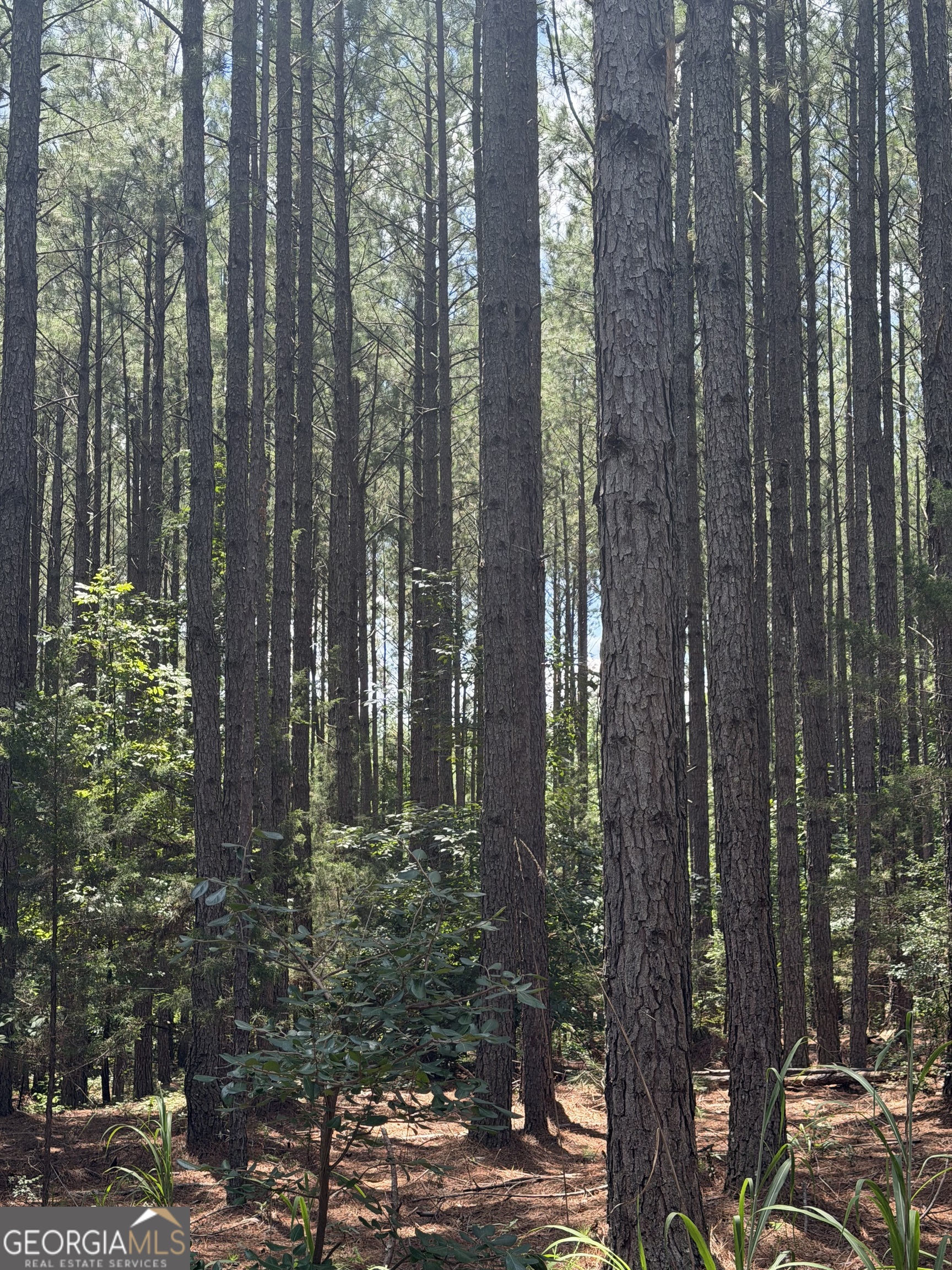 0 Osley Mill Road Carlton, GA 30627 - Photo 1 of 1 Gallery Image 1