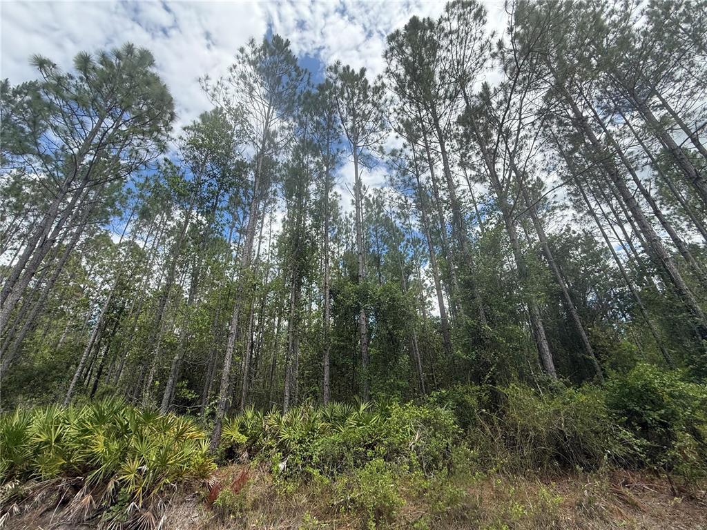 Southwest 89th Street Lake Butler, FL 32054 - Photo 4 of 15