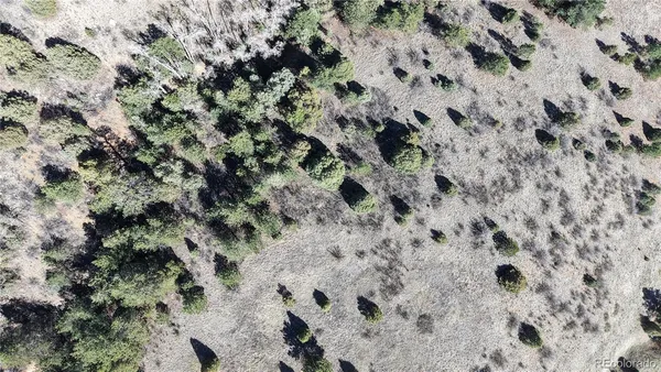 a view of a dry yard with lots of bushes