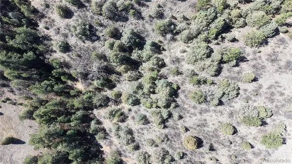 a view of a tree of a yard