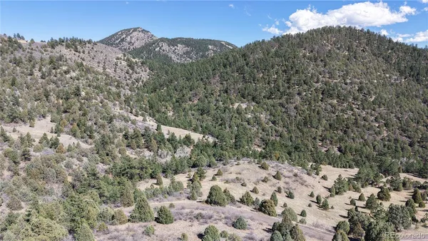 a view of a dry yard with lots of trees