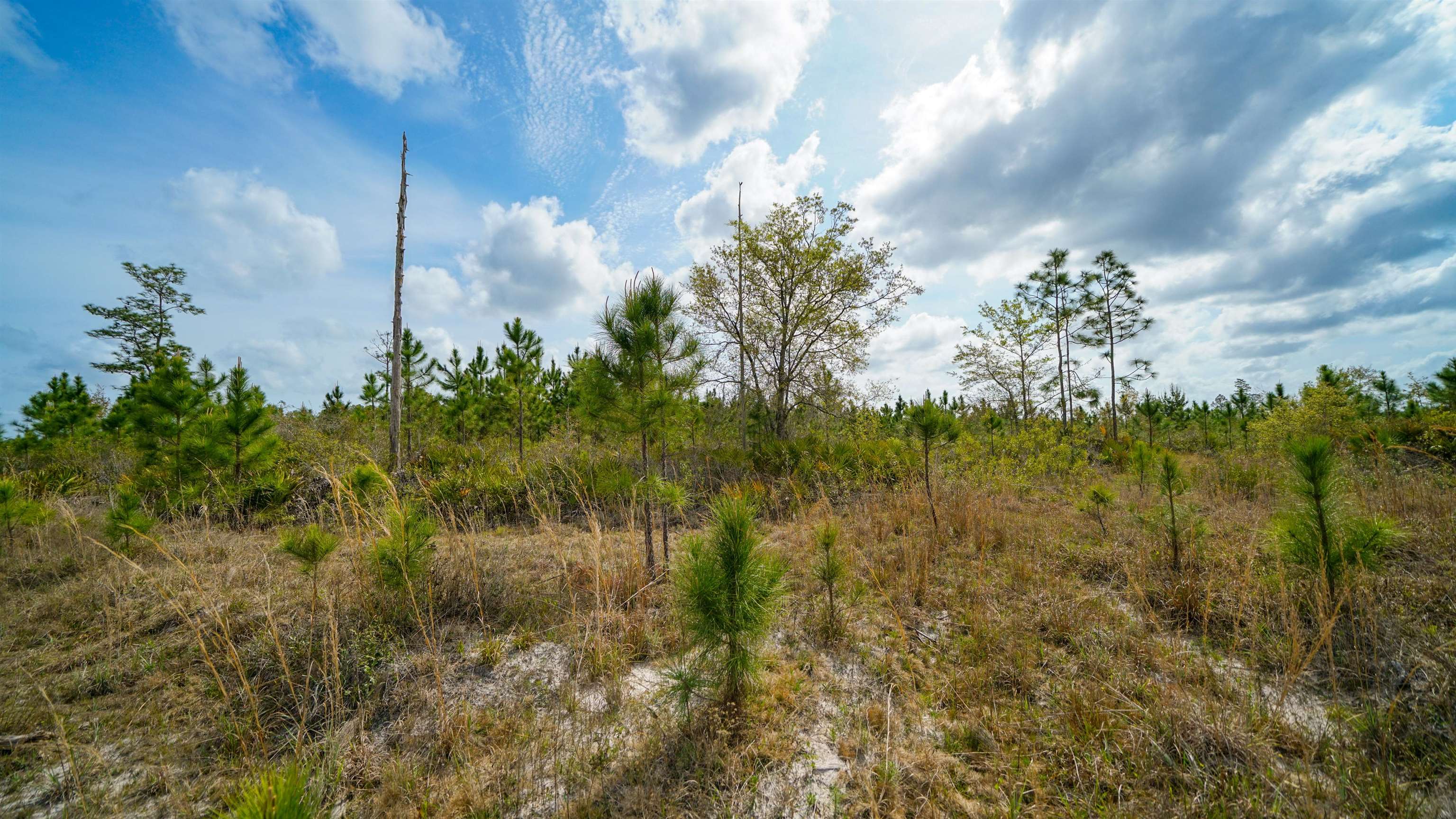 0 Fox Road Palatka, FL 32177 - Photo 13 of 17