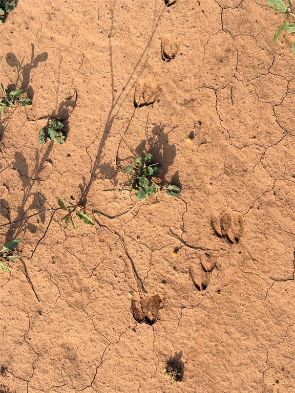 402 County Road 433 Mullin, TX 76864 - Photo 10 of 10