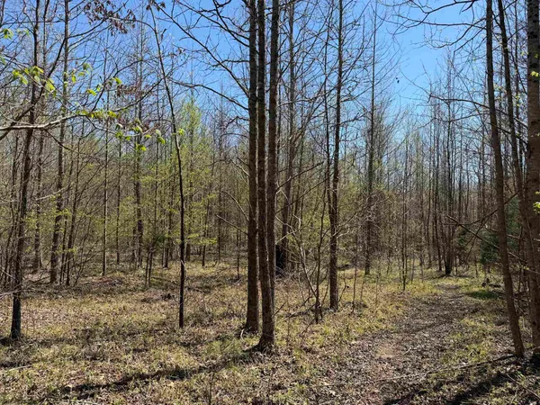 a view of a forest filled with trees