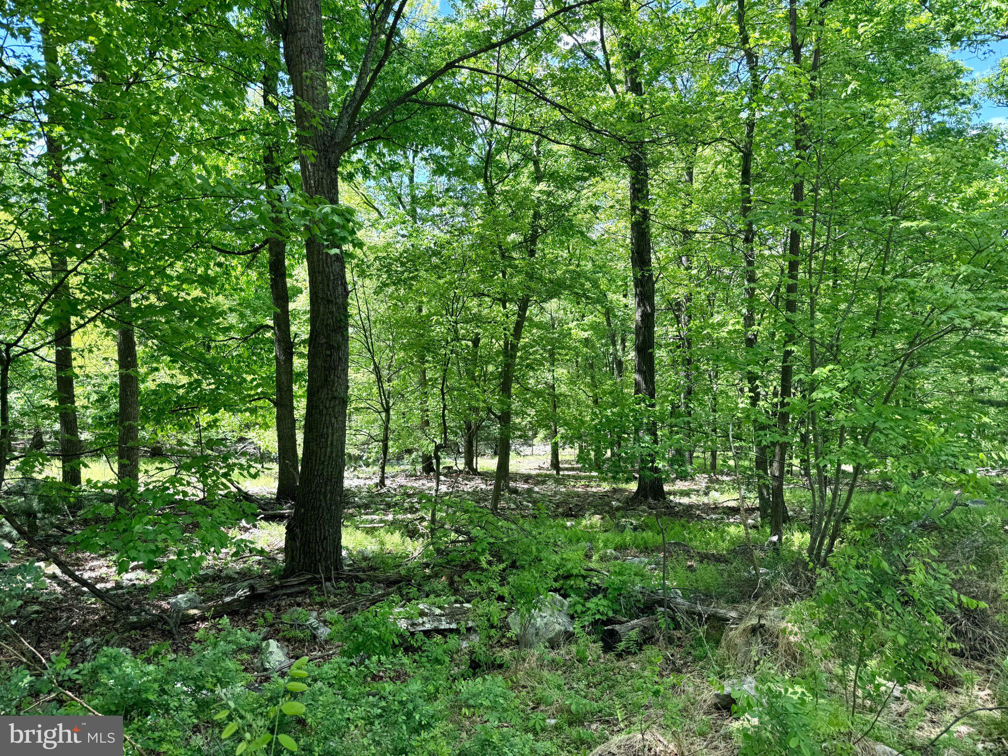 115 River Ridge Yellow Spring, WV 26865 - Photo 11 of 25 Lush green woodland retreat.