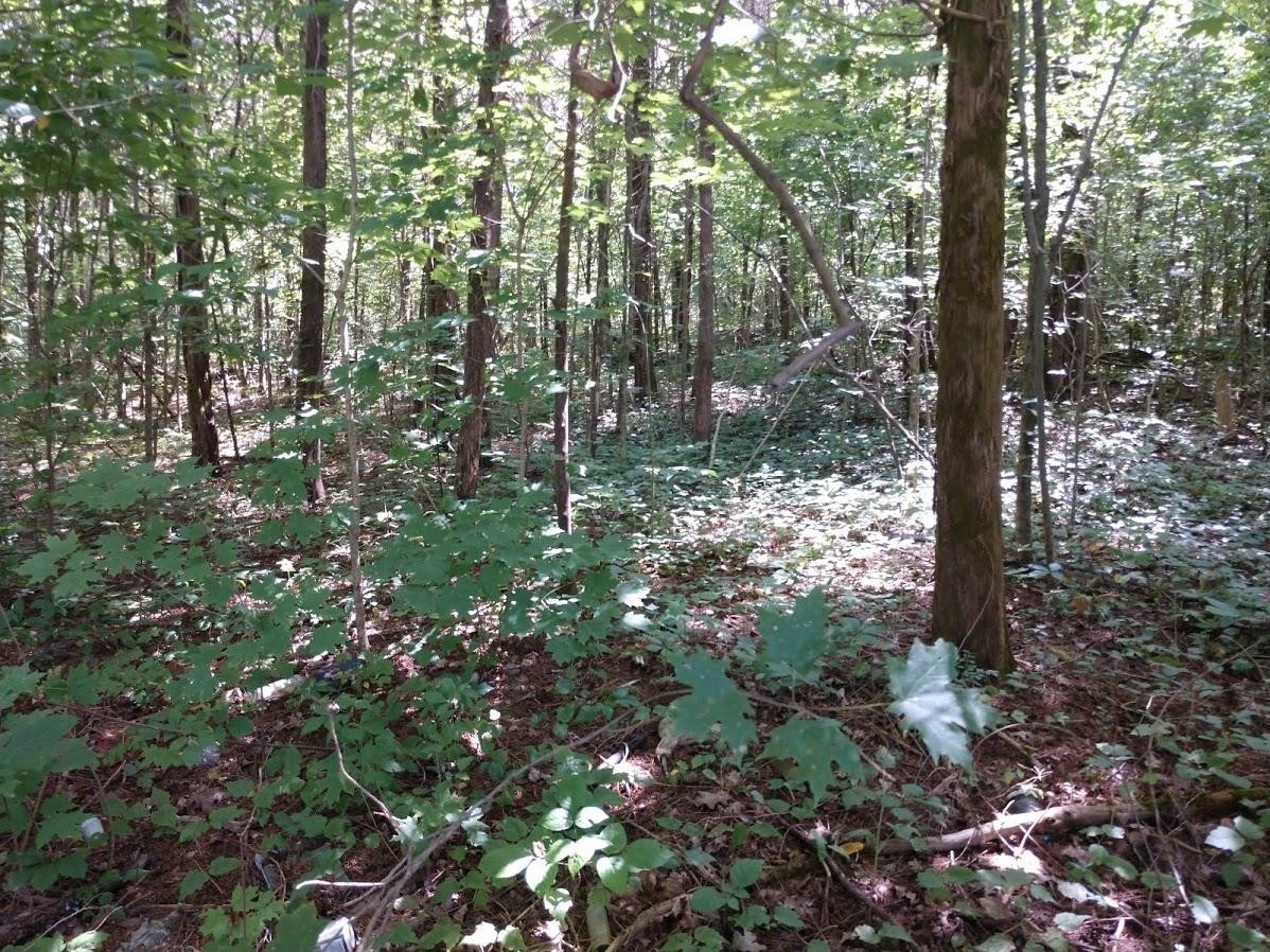 2366 Tracy Road Watertown, TN 37184 - Photo 19 of 25 a view of a tree in a yard