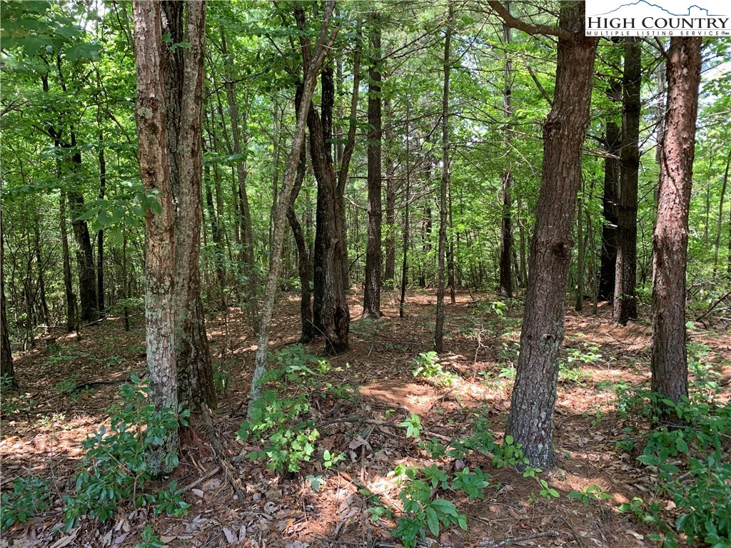 305 Wolf Pen Road Purlear, NC 28665 - Photo 17 of 40 a view of backyard with tree
