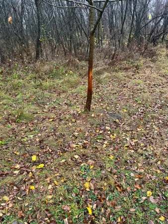 $195,000 | 87387 245th Street, Albert Lea, MN 56007