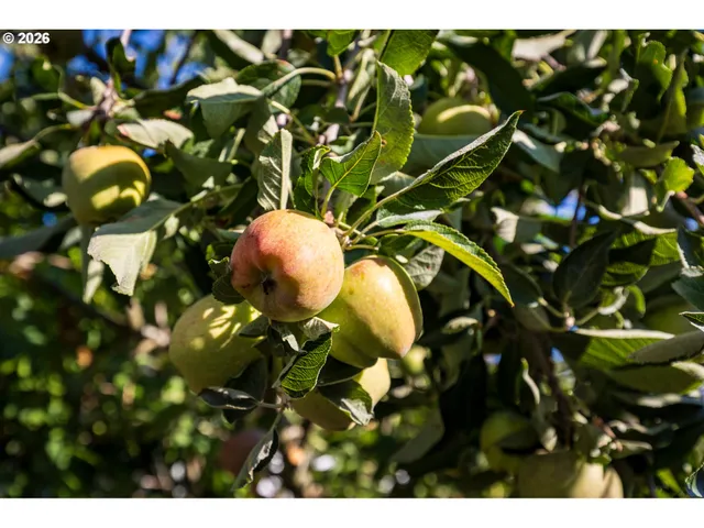 a close up of a plant