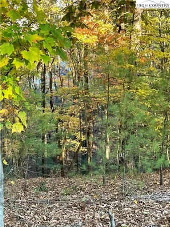 a view of a yard with plants and large trees