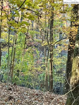 a close up of a plant in a garden