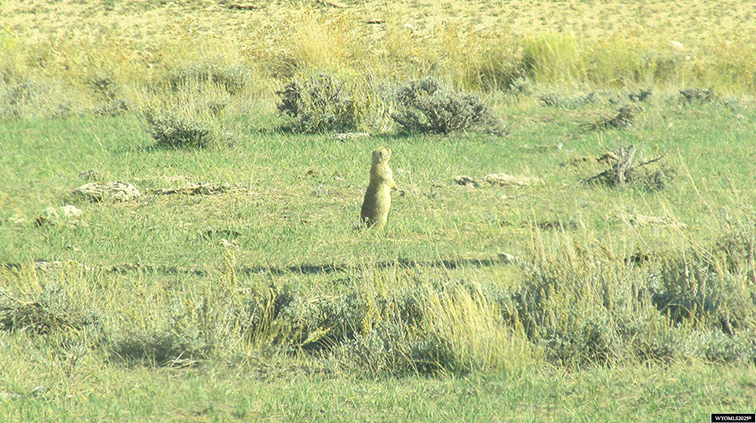 Lot 33 Pedro Mtn Ranch Hanna, WY 82327 - Photo 13 of 14