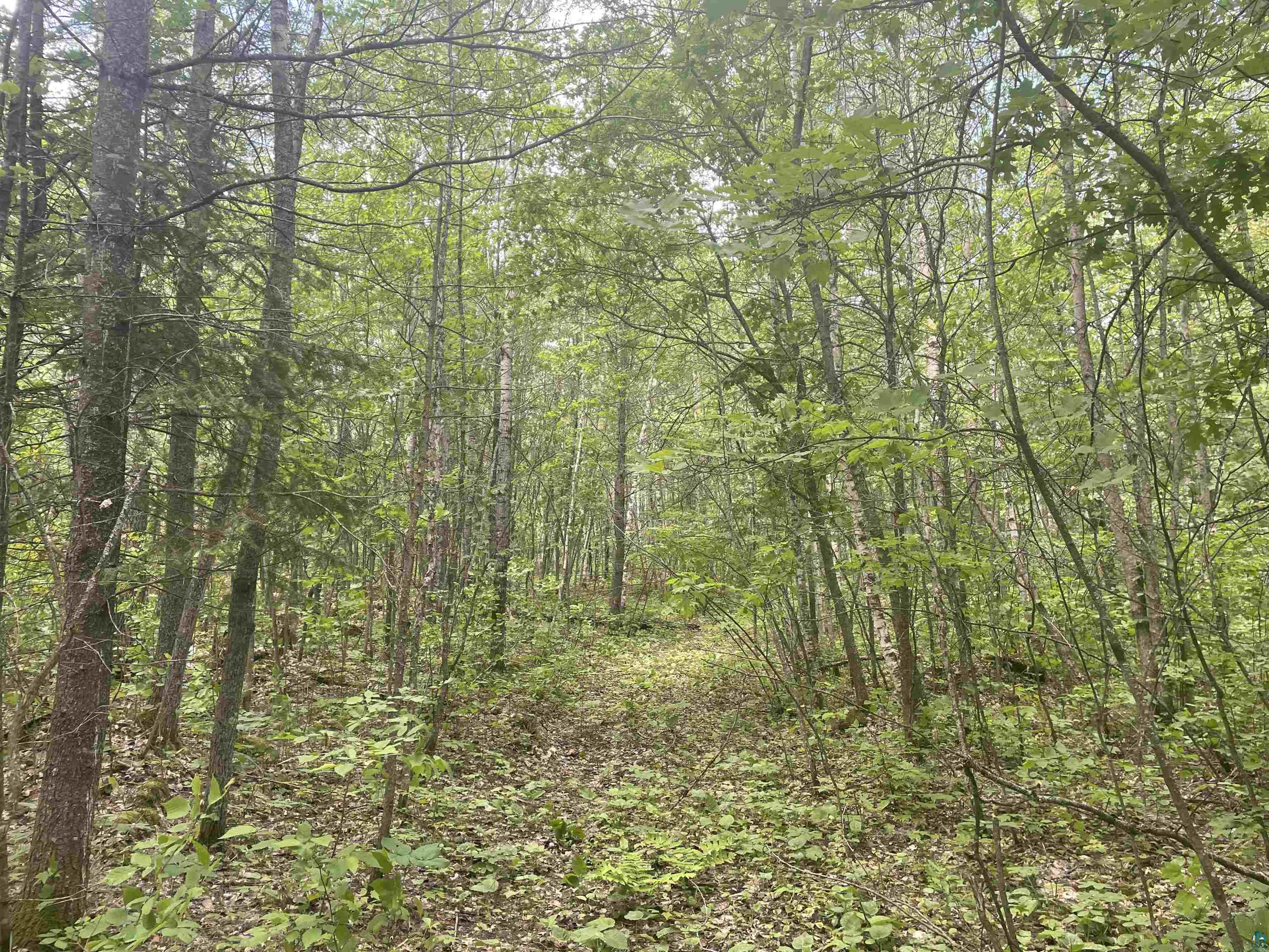 Xxx Xxx Muckwa Lake Road Babbitt, MN 55706 - Photo 13 of 16