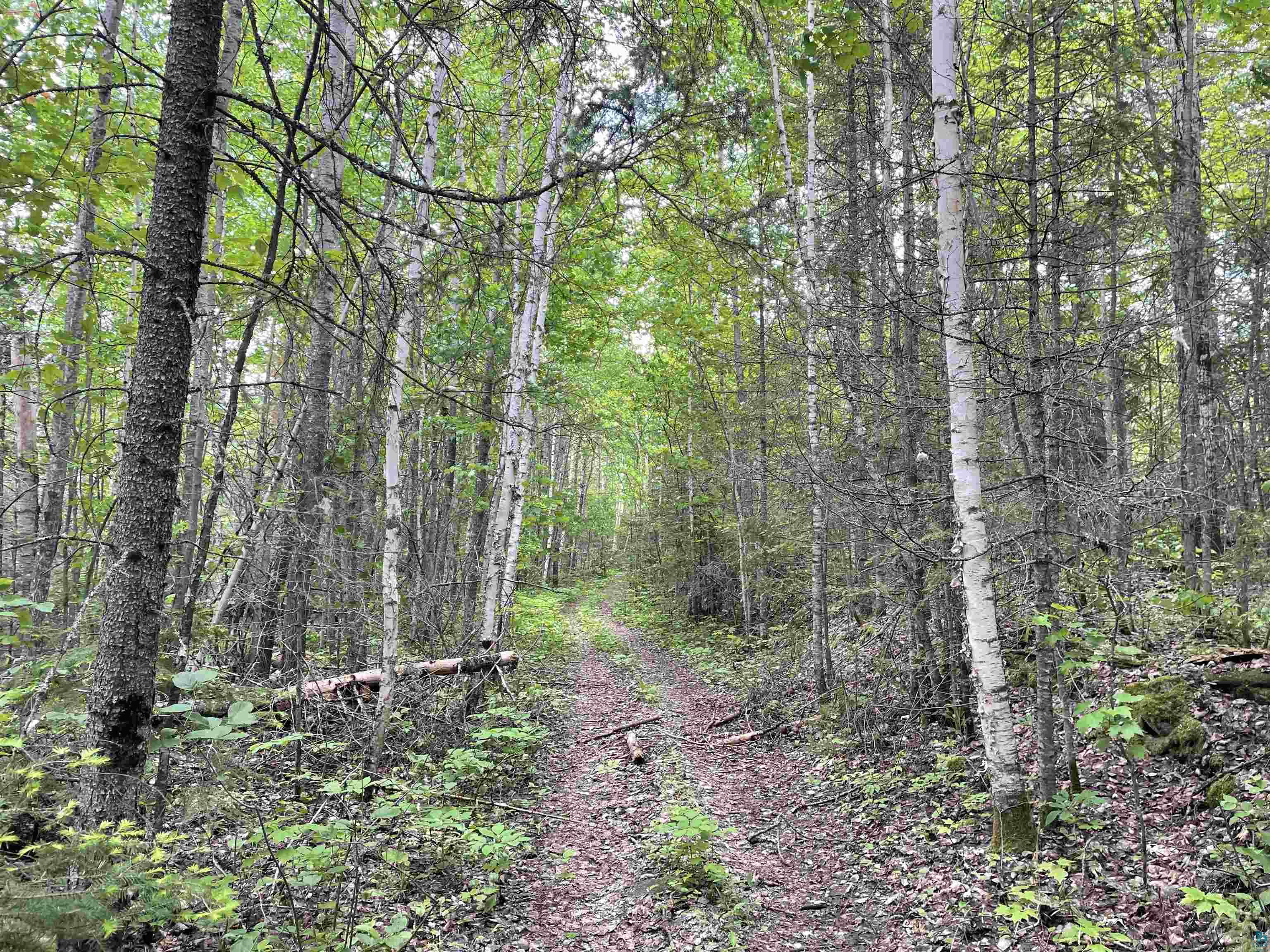 Xxx Xxx Muckwa Lake Road Babbitt, MN 55706 - Photo 3 of 16