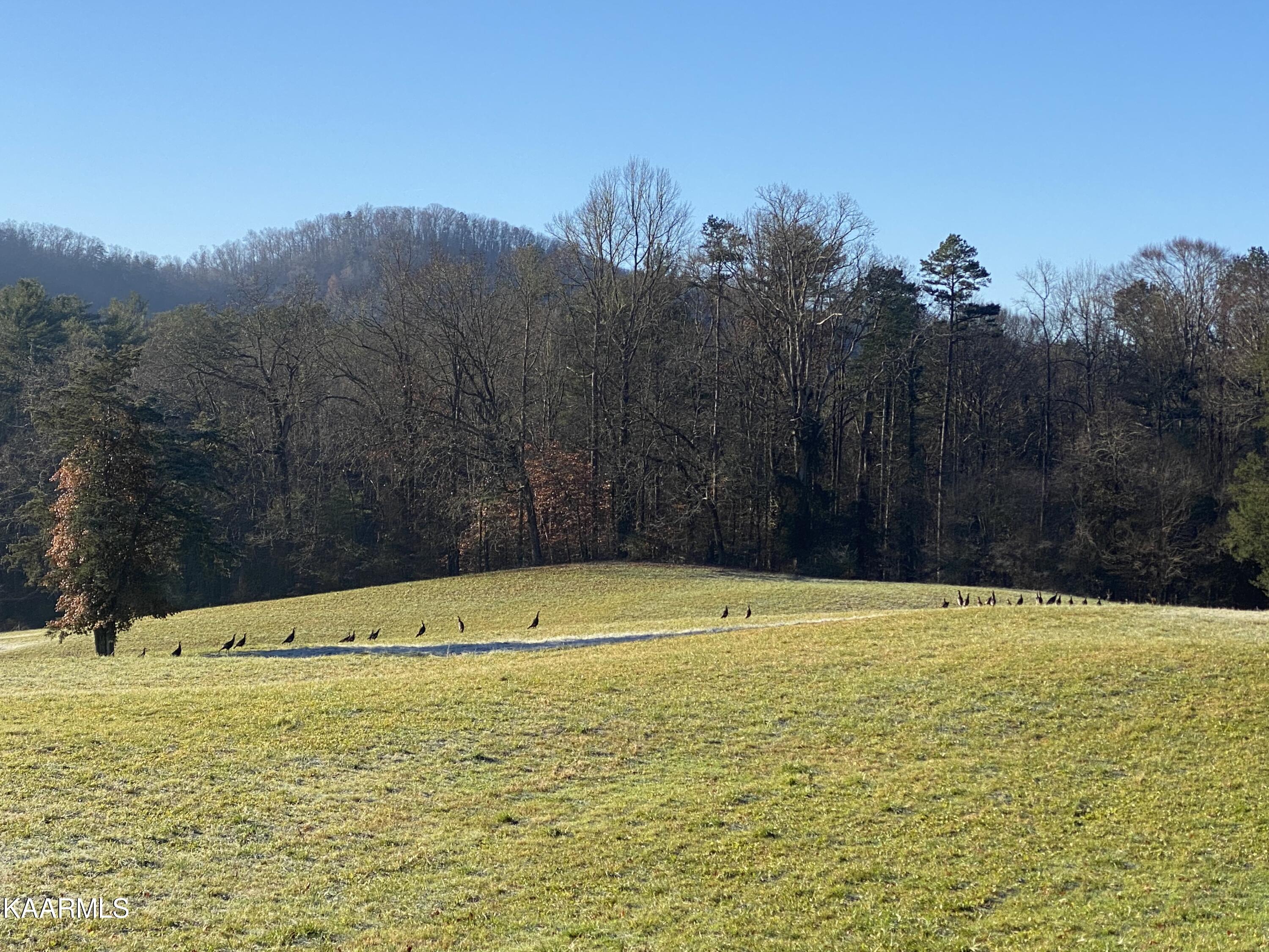 Grouse Top Road Walland, TN 37886 - Photo 8 of 11 Drive in to the property