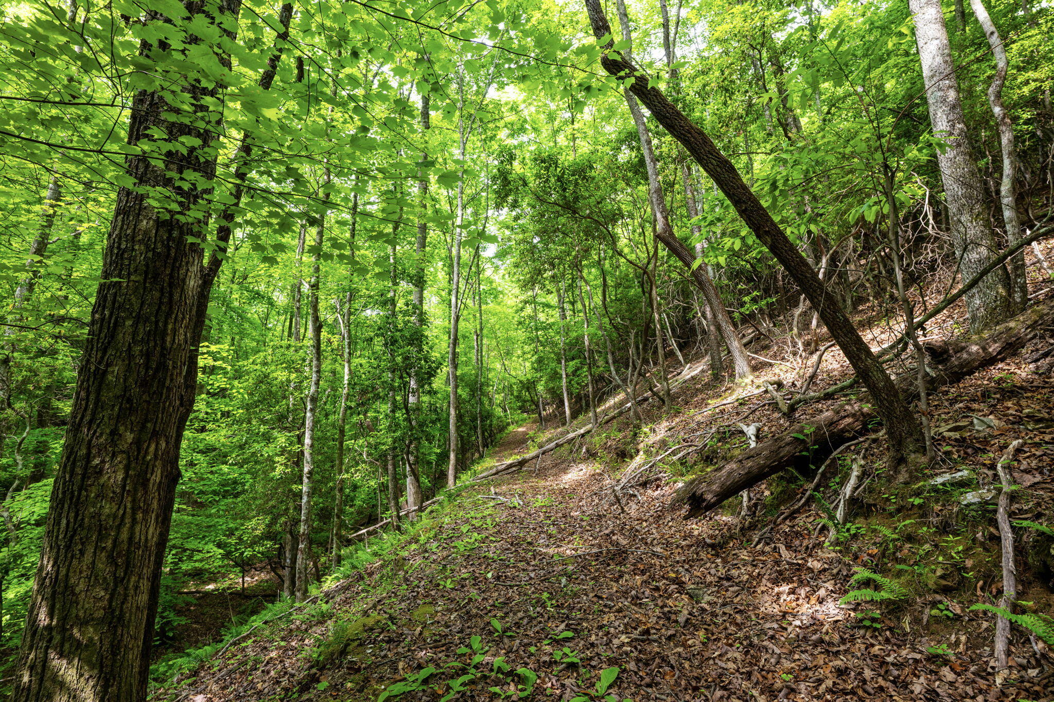 655 Thunder Ridge South Pittsburg, TN 37380 - Photo 29 of 108 111-web-or-mls-DSC_2960-83
