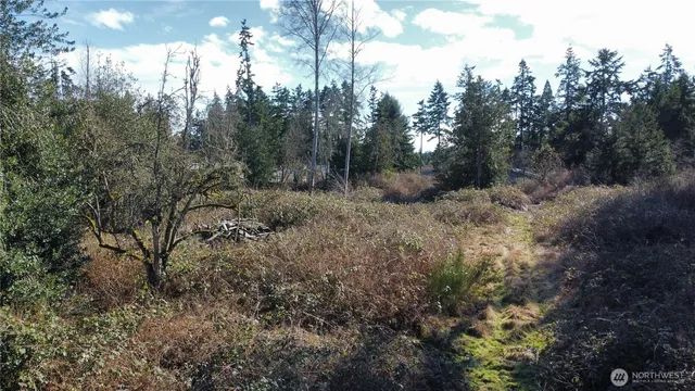 a view of a forest with lots of trees