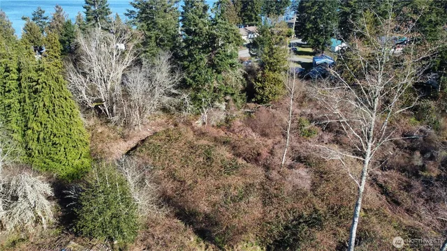 a view of a forest with a tree