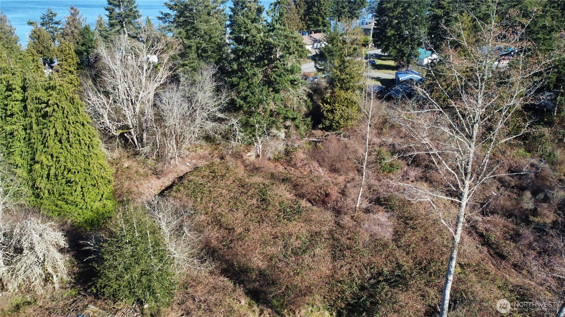 1210 Irondale Road Port Hadlock, WA 98339 - Photo 7 of 7 a view of a forest with a tree