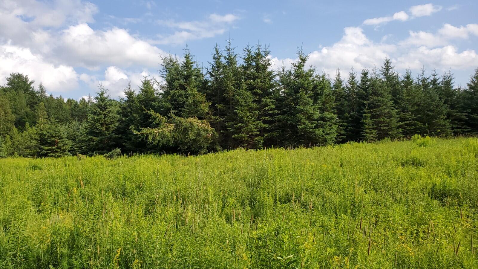 14 Off Estabrook Road Orient, ME 04471 - Photo 8 of 10 20210715_161104
