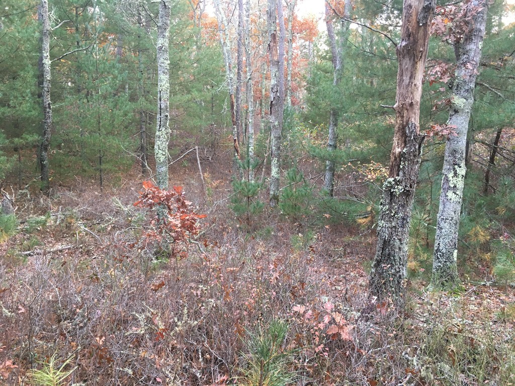 90 Roxy Cahoon Road Plymouth, MA 02360 - Photo 3 of 10 a view of a forest with trees