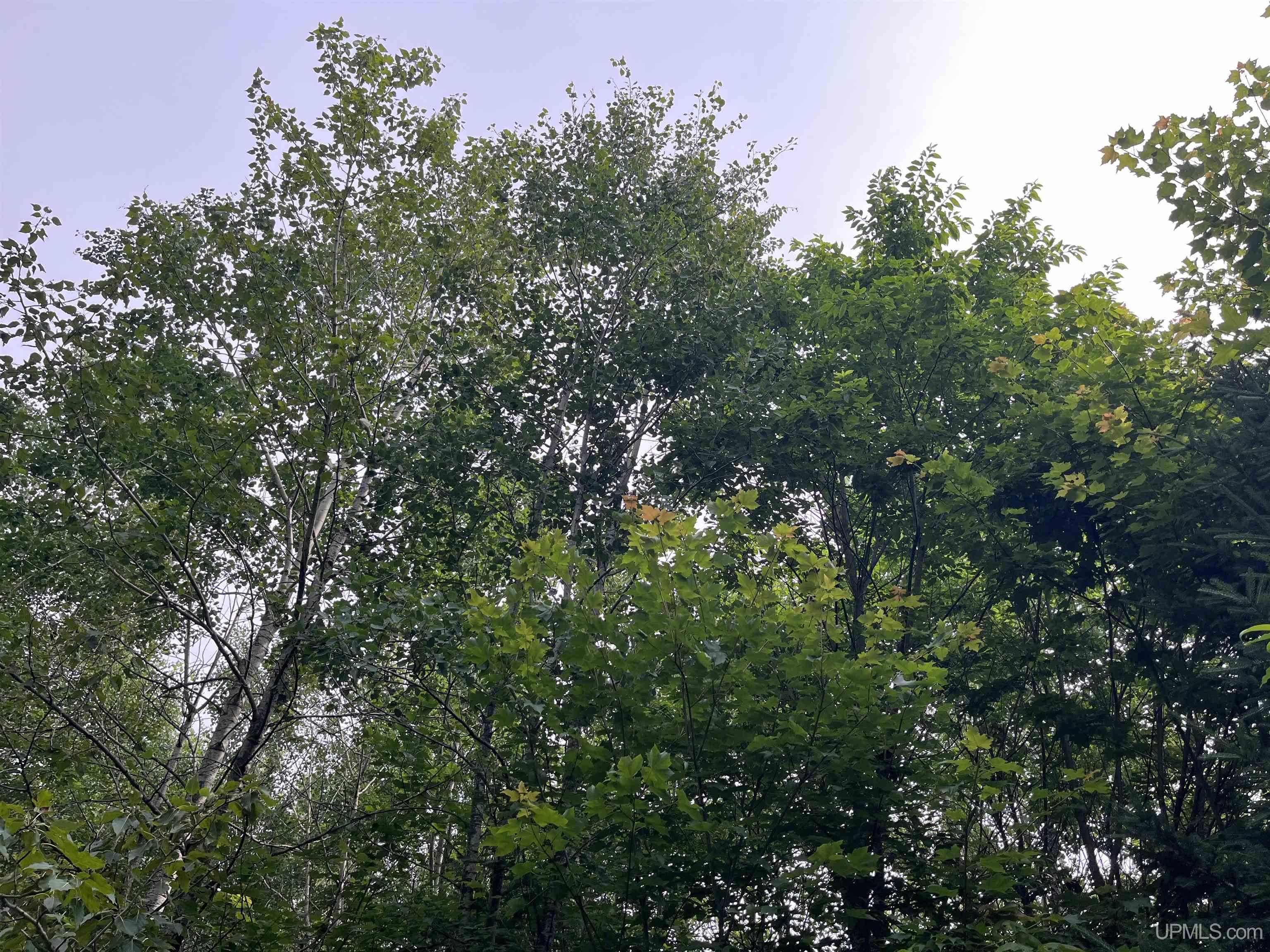 40-acres Mcafee Road Chatham, MI 49816 - Photo 1 of 1