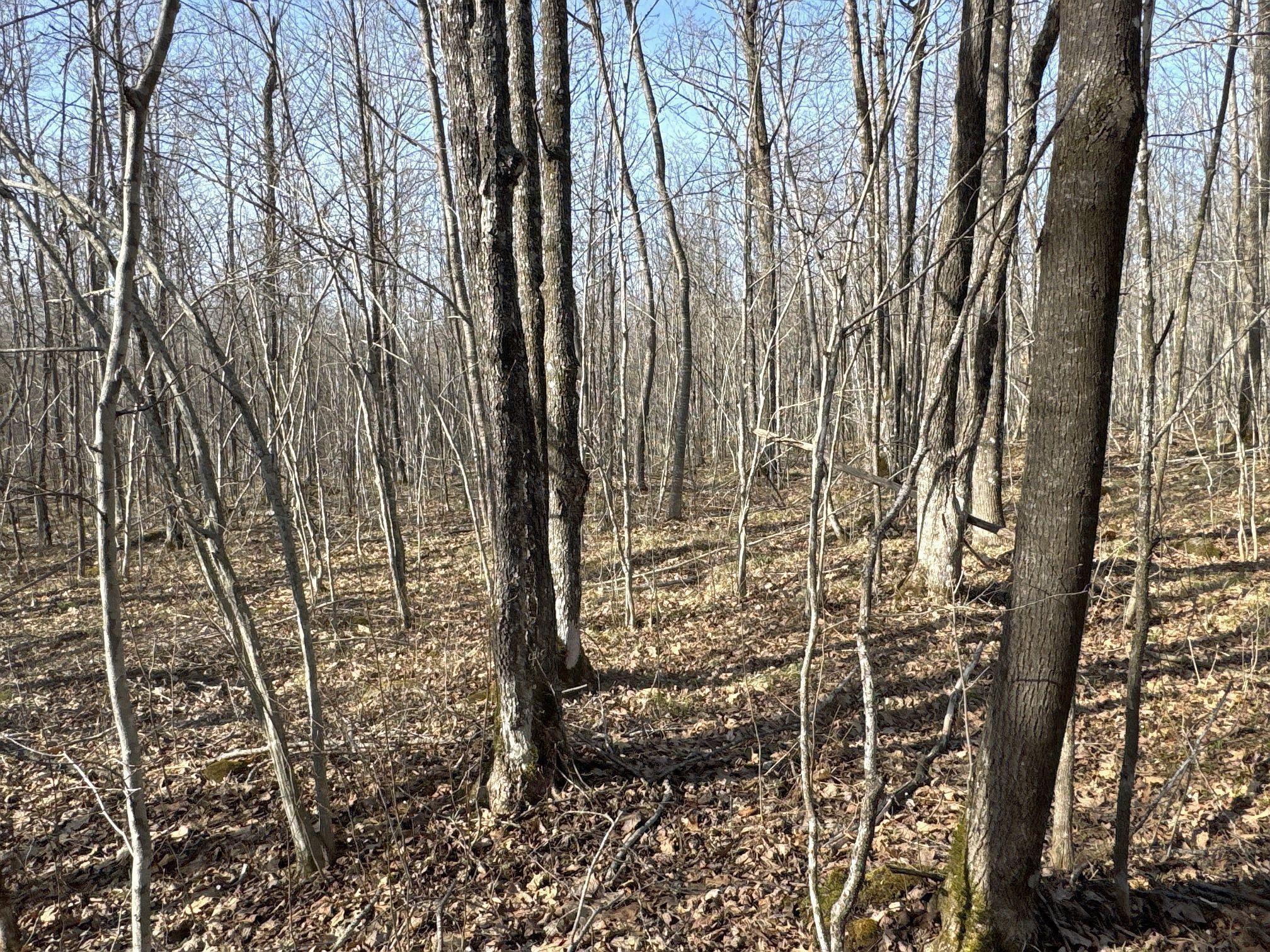 W9618 Mile Road Exeland, WI 54835 - Photo 28 of 38