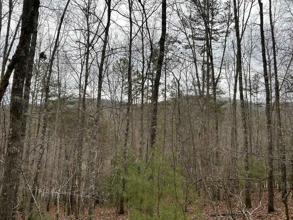56.6-ac Cutcane Road Mineral Bluff, GA 30559 - Photo 11 of 15 a view of forest