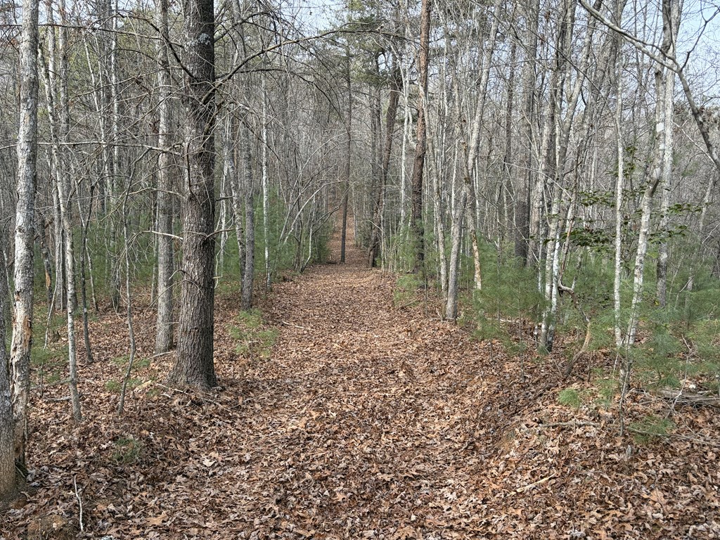 56.6-ac Cutcane Road Mineral Bluff, GA 30559 - Photo 6 of 15 a view of a forest with trees in the background