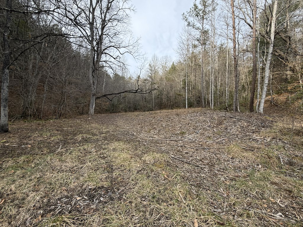 56.6-ac Cutcane Road Mineral Bluff, GA 30559 - Photo 7 of 15 a view of a yard with trees