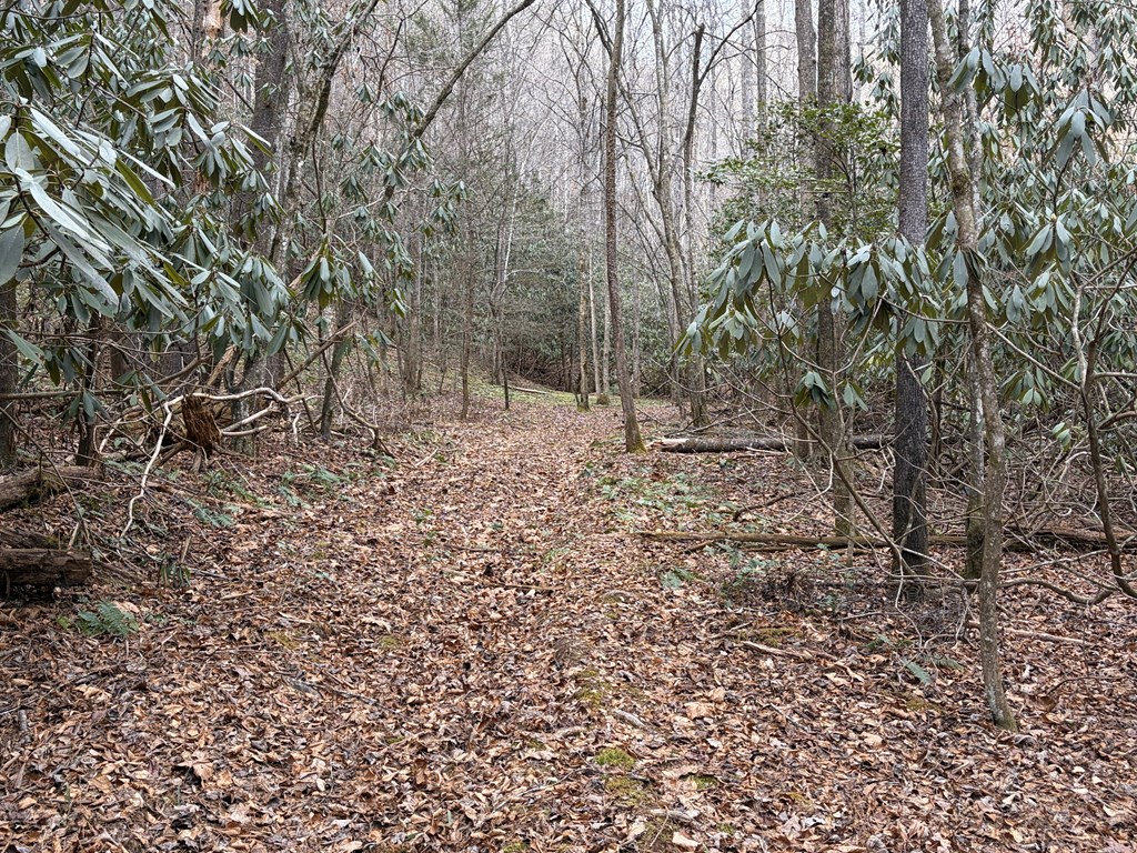 56.6-ac Cutcane Road Mineral Bluff, GA 30559 - Photo 9 of 15 a view of a yard with large trees