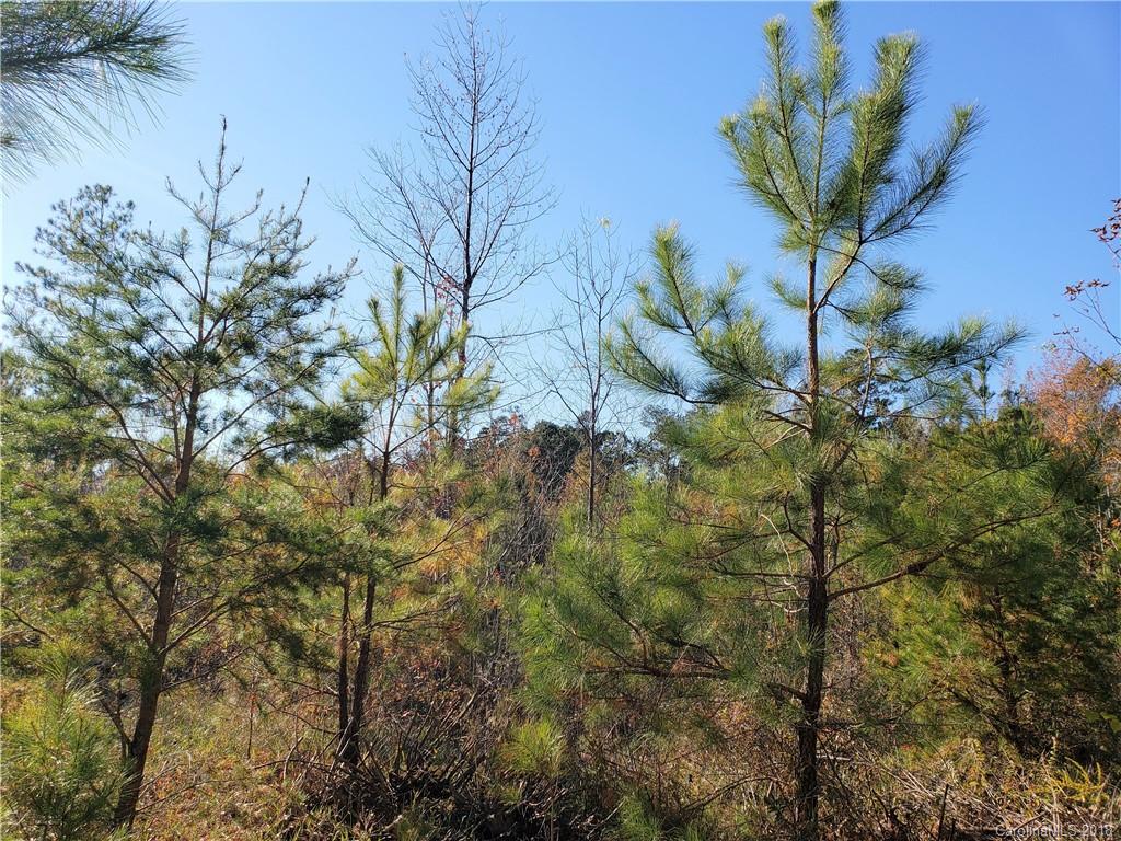 0 Old Stage Road Latta, SC 29565 - Photo 9 of 11 Gallery Image 9