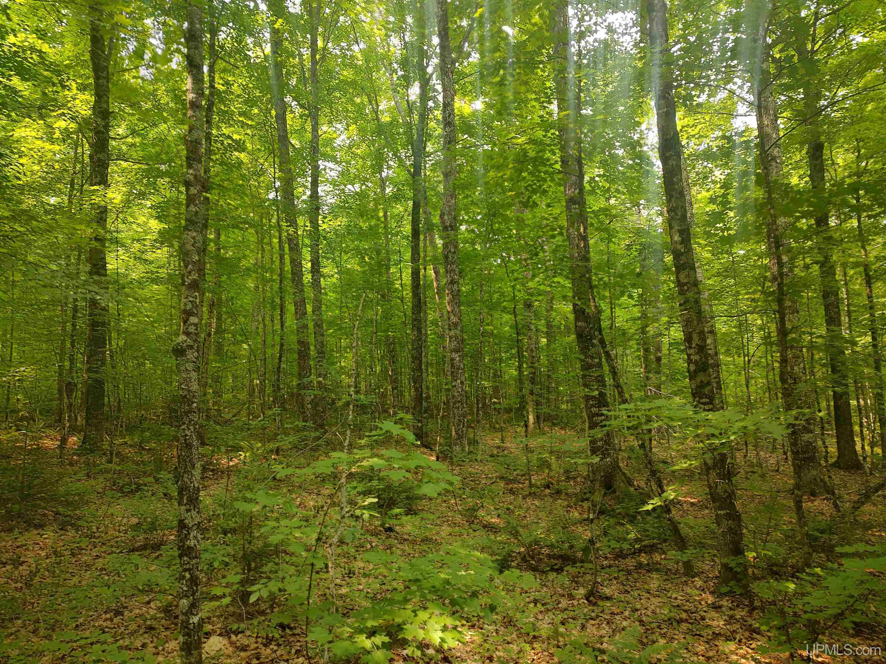 60-acres Sleepy Hollow Road Ishpeming, MI 49849 - Photo 14 of 29