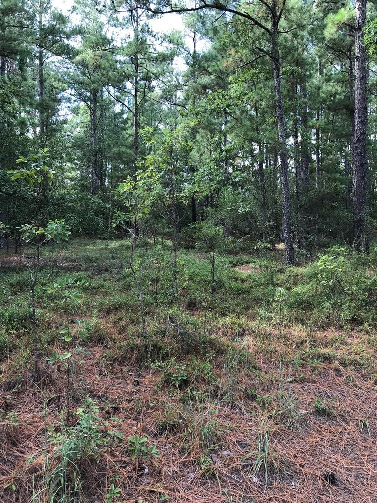1022 Wrights Mill Road Aiken, SC 29801 - Photo 3 of 7