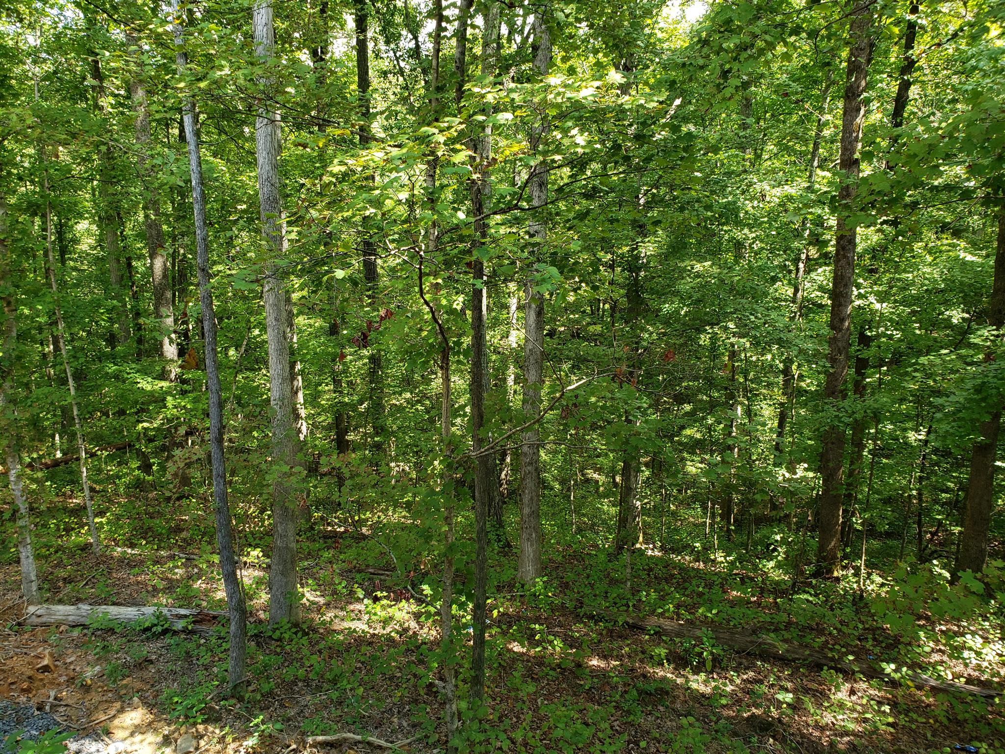 5904 Pinewood Road Franklin, TN 37064 - Photo 14 of 24 a view of a lush green forest
