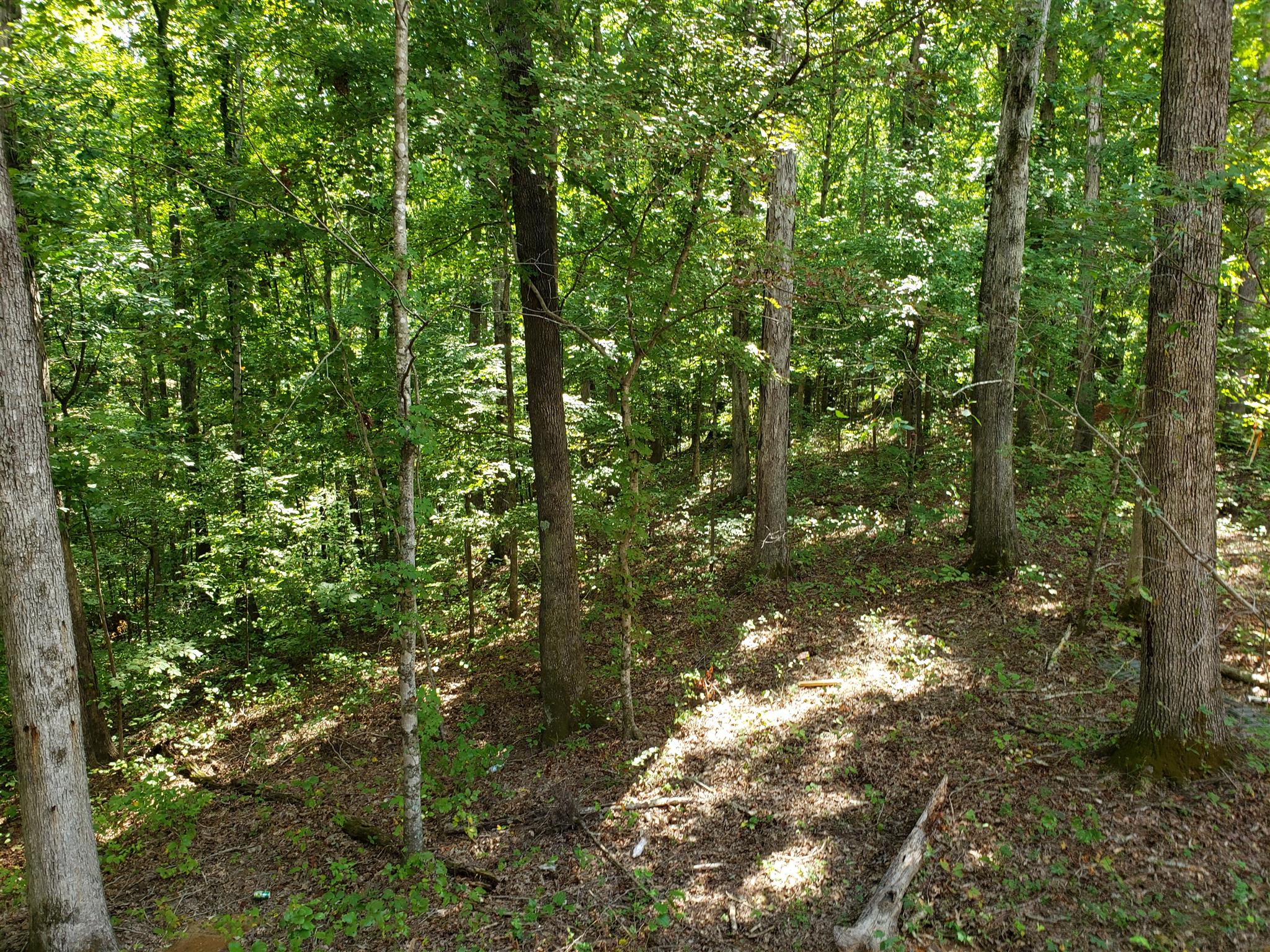 5904 Pinewood Road Franklin, TN 37064 - Photo 15 of 24 a view of a yard with large trees