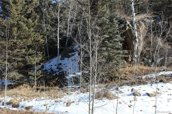 a view of a forest with trees