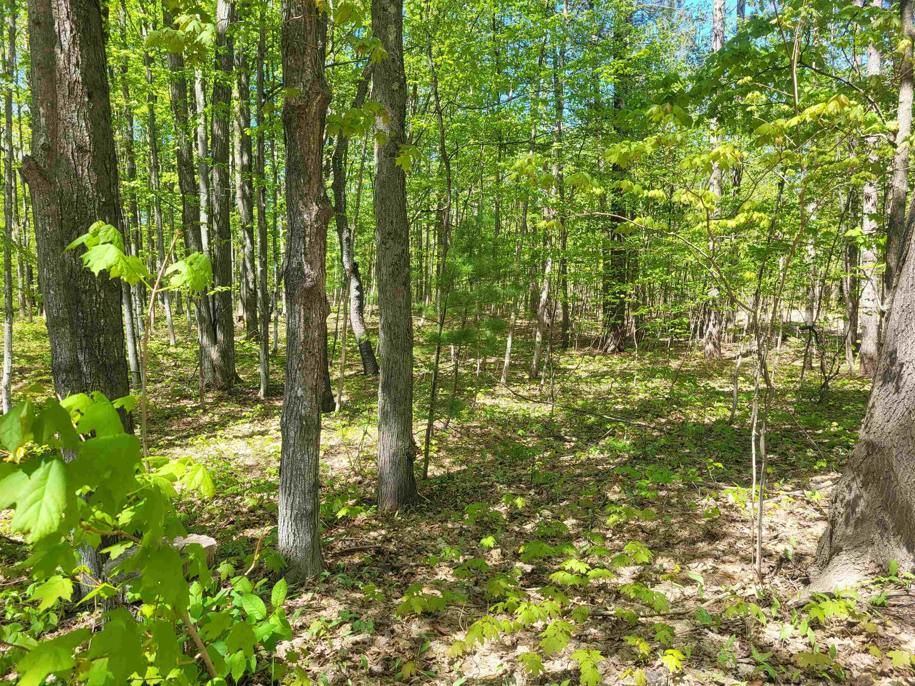 0 North Hulbert Road Lake Ann, MI 49650 - Photo 8 of 14