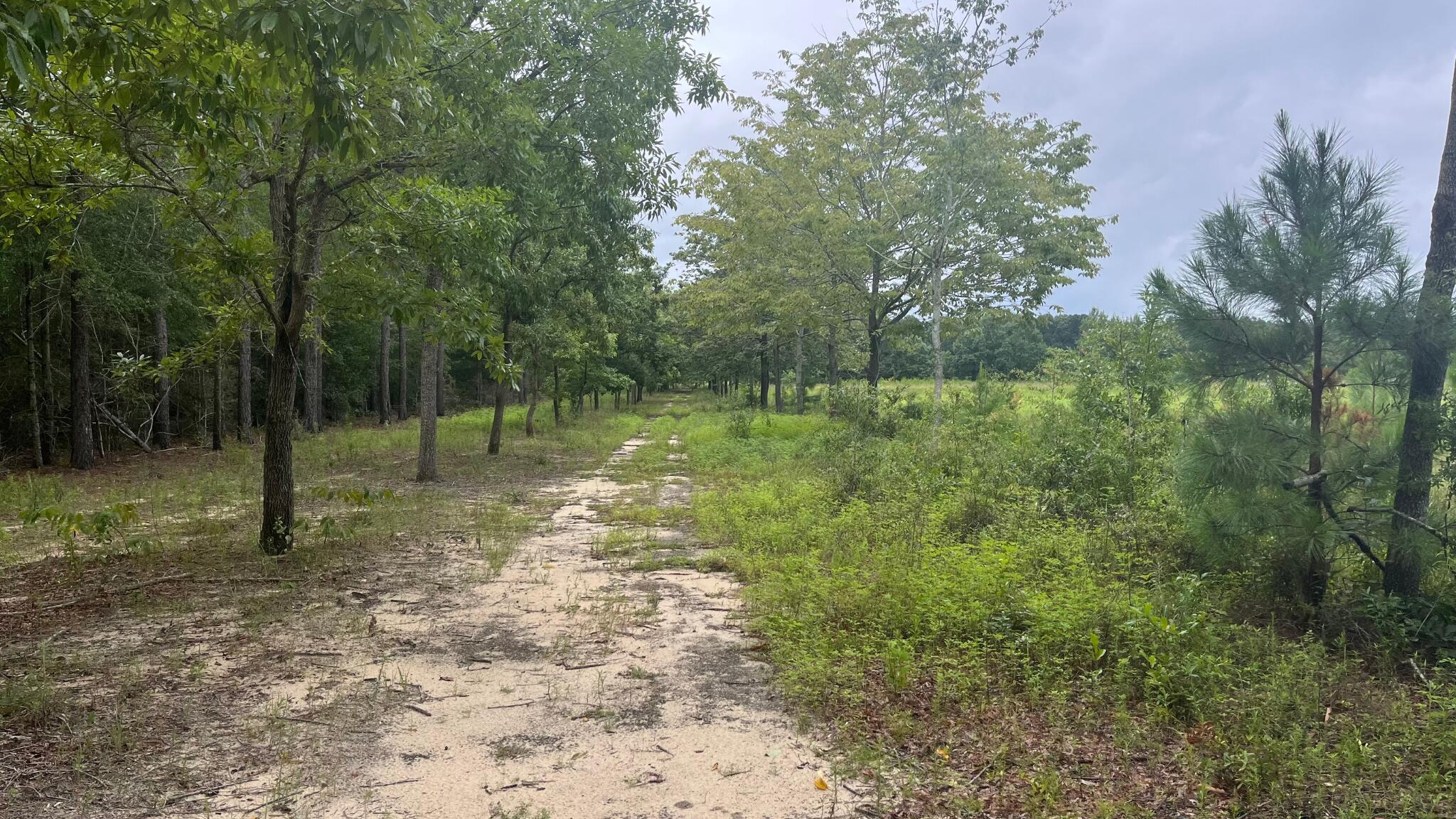 1656 Surrey Race Road Springfield, SC 29146 - Photo 3 of 13