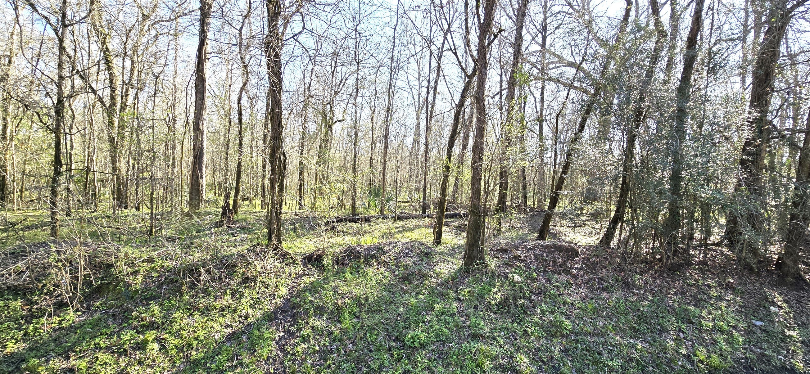 a view of outdoor space with lots of trees