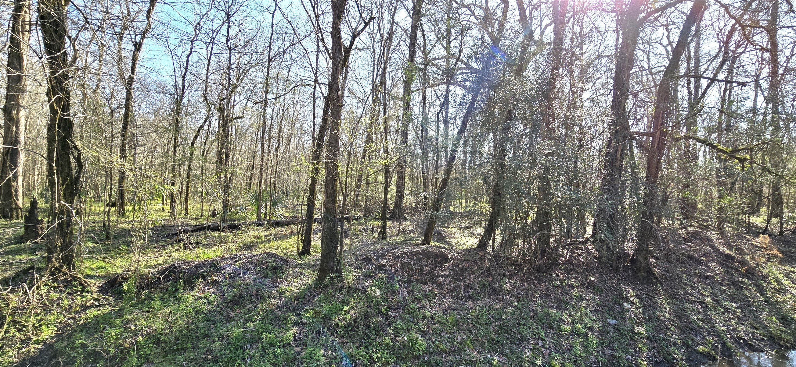 2500 County Road 2500 Liberty, TX 77575 - Photo 4 of 8 a view of outdoor space and trees