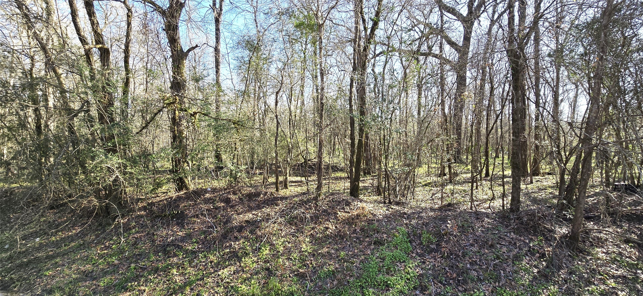 2500 County Road 2500 Liberty, TX 77575 - Photo 5 of 8 a view of covered with green space
