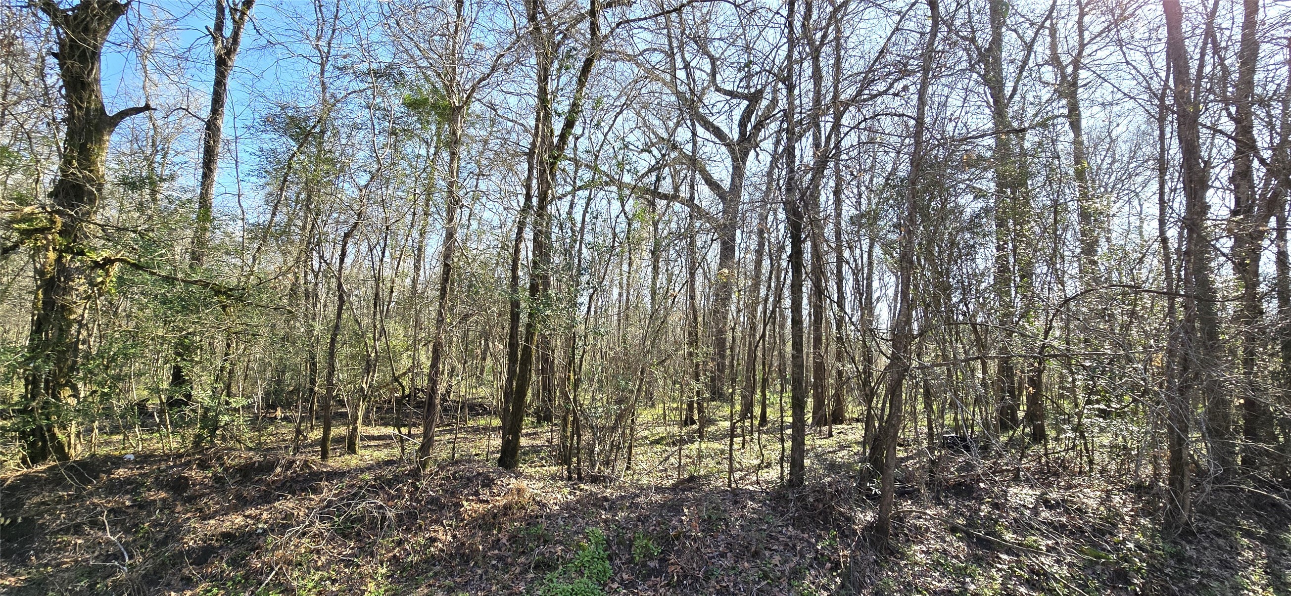 2500 County Road 2500 Liberty, TX 77575 - Photo 6 of 8 a view of forest