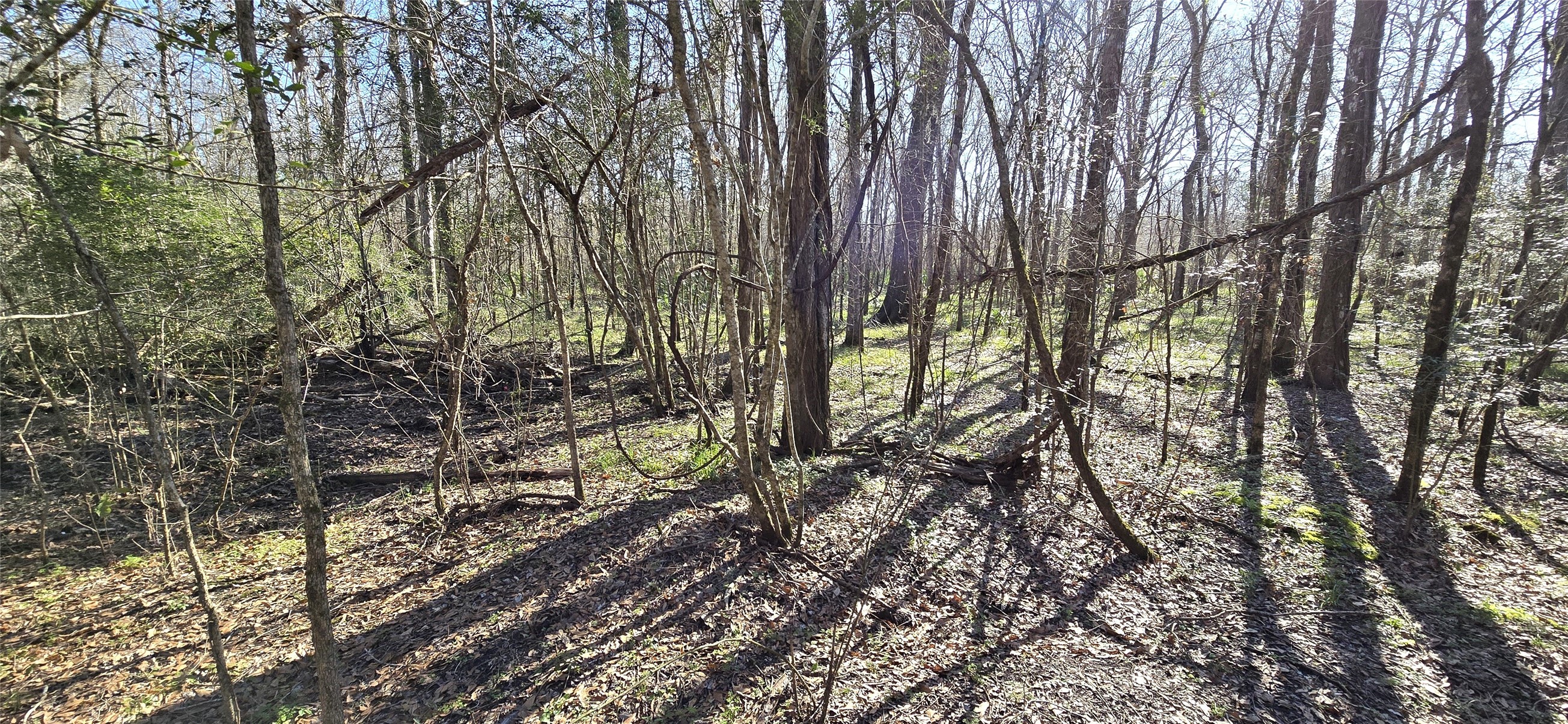 2500 County Road 2500 Liberty, TX 77575 - Photo 7 of 8 a view of a forest with trees