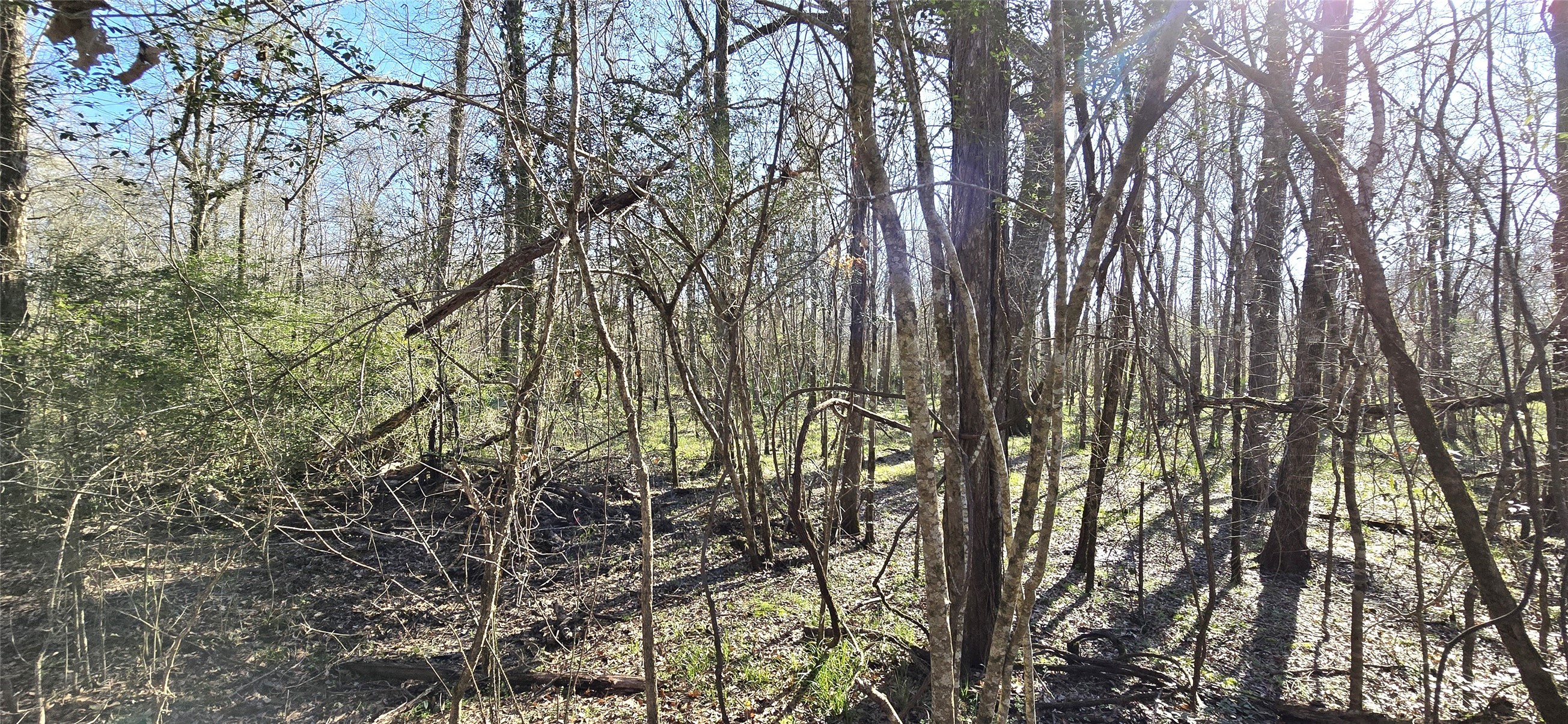 2500 County Road 2500 Liberty, TX 77575 - Photo 8 of 8 a view of forest