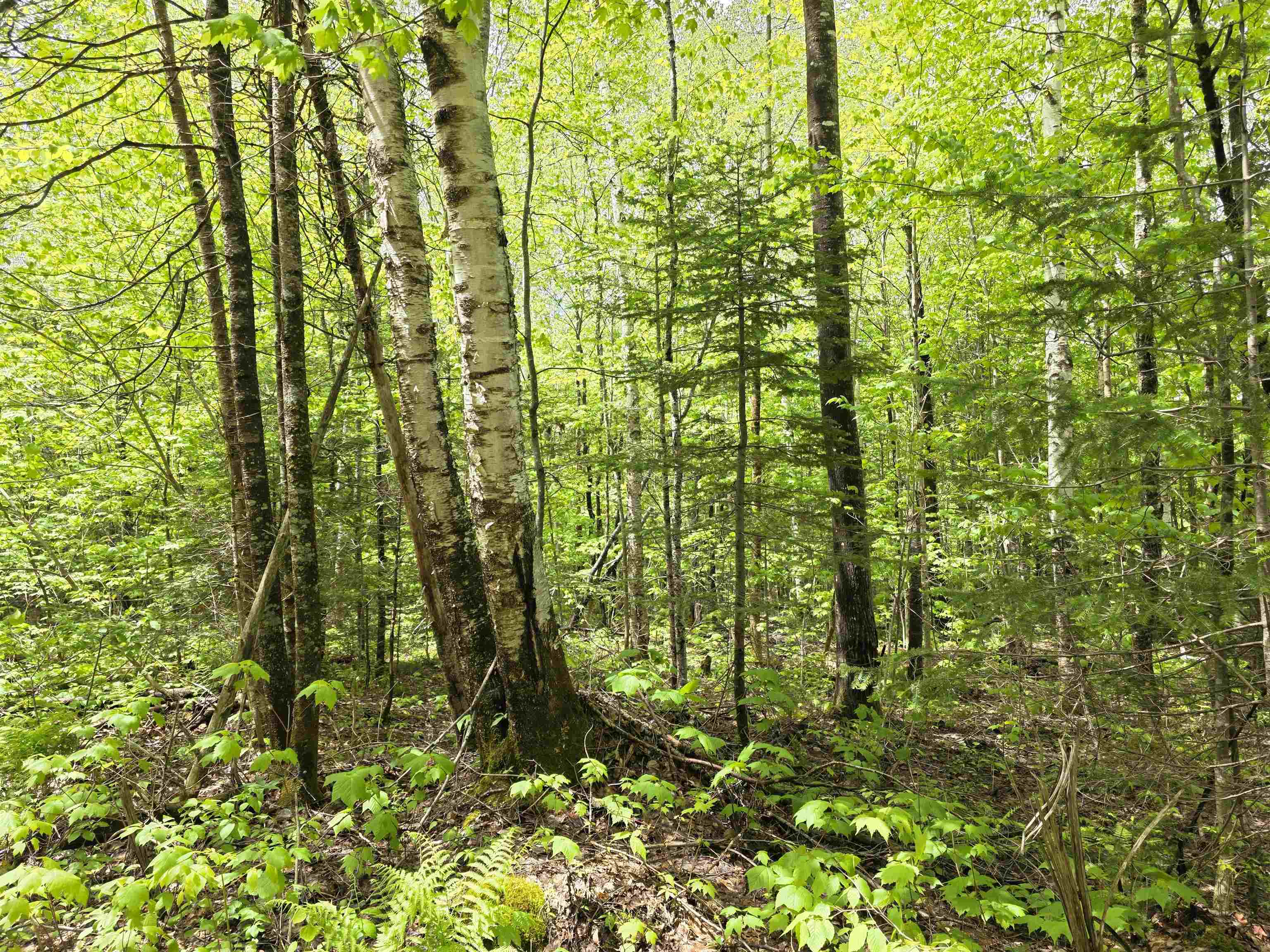 1500 Allard Hill Road Sheffield, VT 05866 - Photo 3 of 8