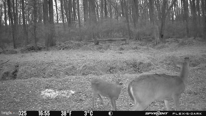 420 Duhamel Corner Road Marydel, MD 21649 - Photo 92 of 93
